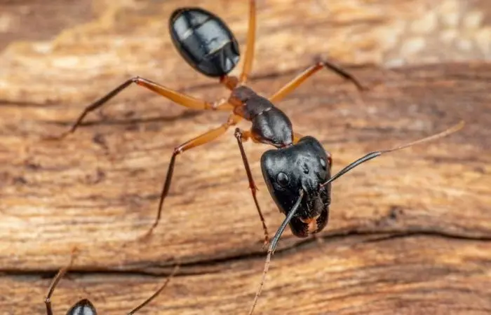 When are Carpenter Ants Most Active Milton