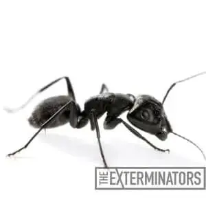 ant control milton