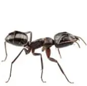 ant exterminator milton