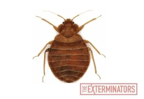 bed bug control Milton