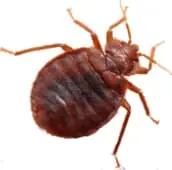 bed bug exterminator milton