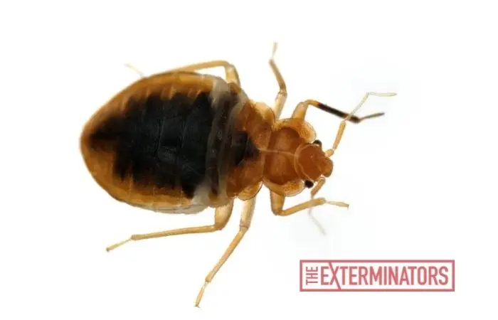 bed bug exterminator milton