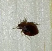 bed bug identification Milton