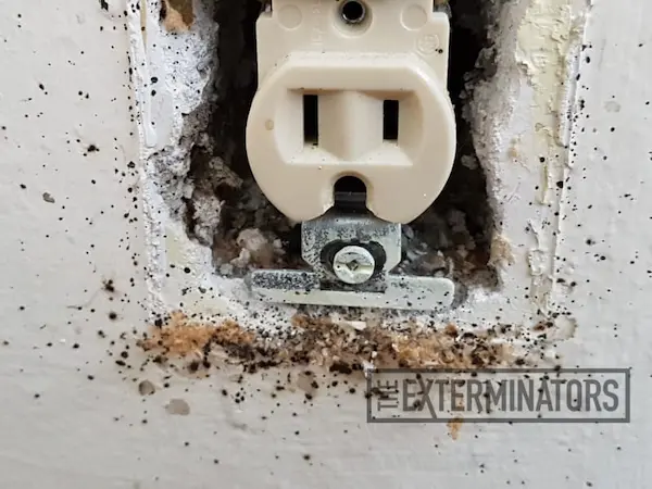 bed bugs wall outlet control Milton