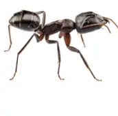 carpenter ant control Milton