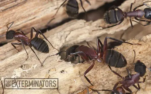 carpenter ants exterminator Milton