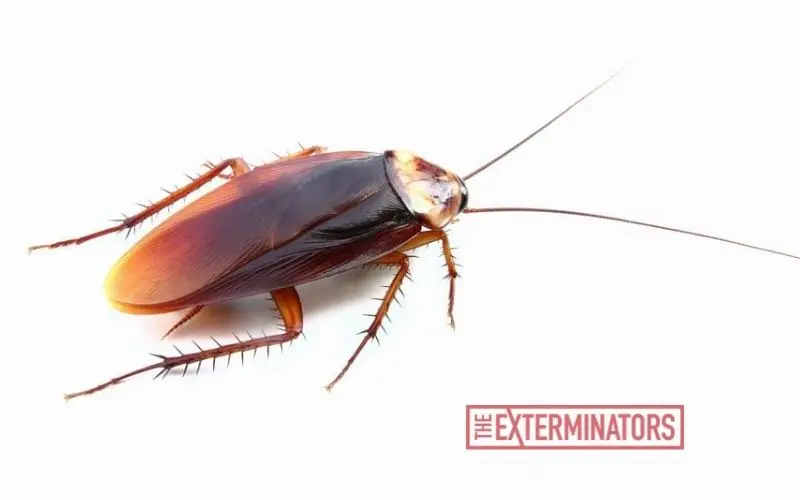 cockroach exterminator Milton