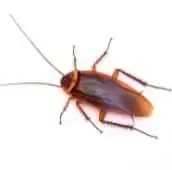 cockroach exterminator Milton