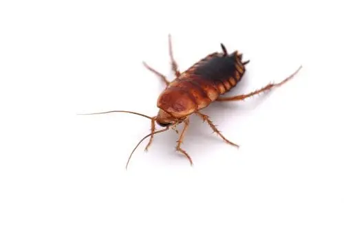 cockroach infestation milton