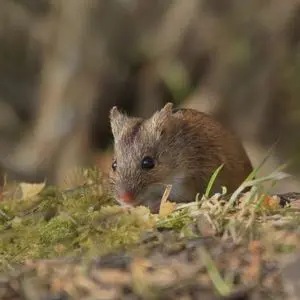 deer mouse