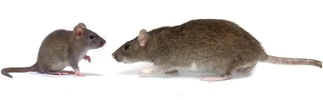 mouse vs rat control Milton