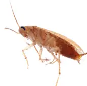 german cockroach control milton