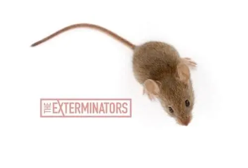 mice exterminator Milton
