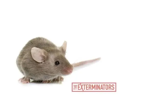 mouse exterminator milton