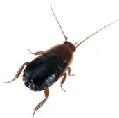 oriental cockroach control milton