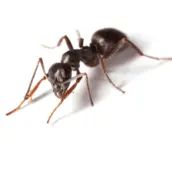 pavement ant control Milton