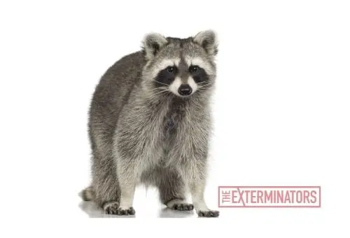 raccoon removal milton
