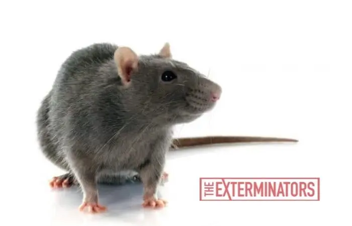 rat exterminator milton
