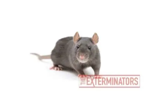 rat exterminator milton