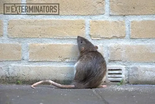 rat infestation Milton
