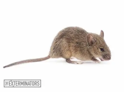 rodent extermination Milton