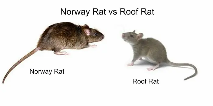 Roof Rat vs Norway Rat Control Milton