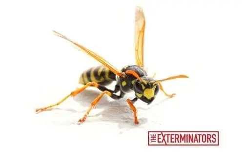 wasp control Milton